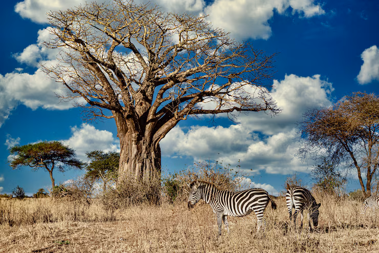 field-covered-greenery-surrounded-by-zebras-sunlight-blue-sky_181624-18150