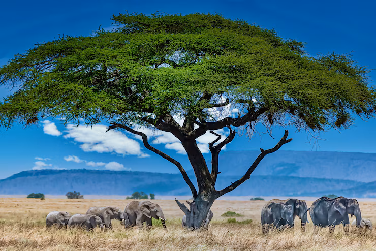 group-elephants-big-green-tree-wilderness_181624-16897